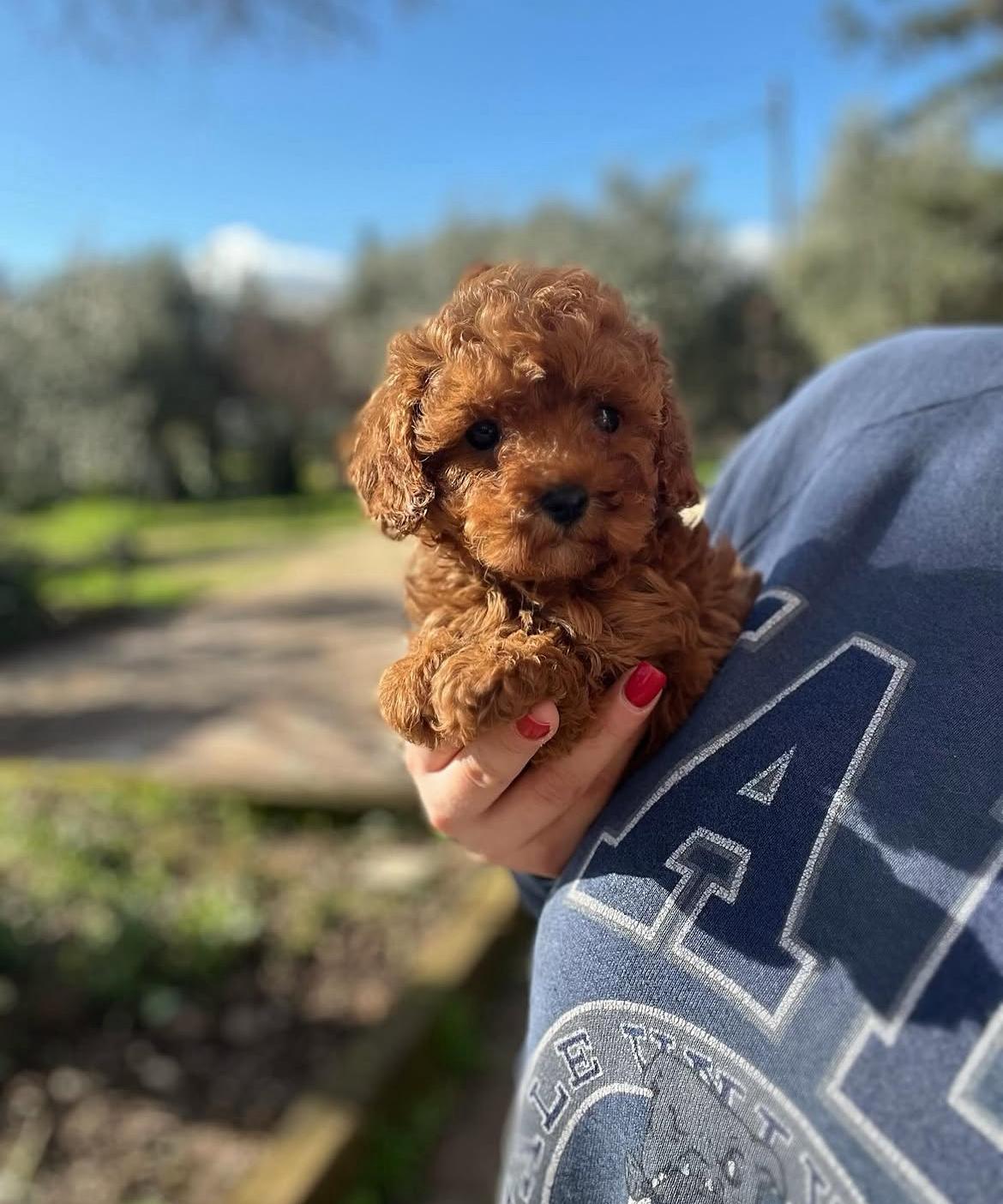 Emerald Poodle family