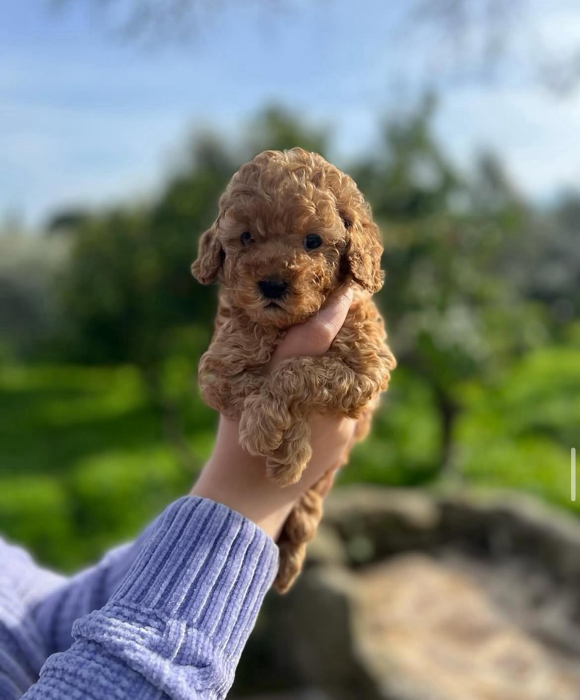 Emerald Poodle family