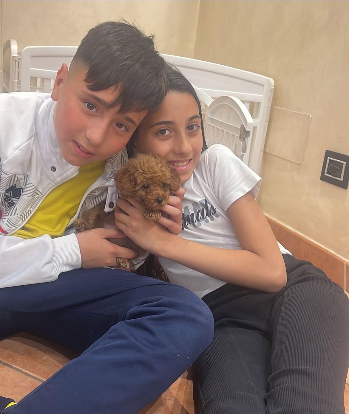 Poodle puppy from Emerald Poodle